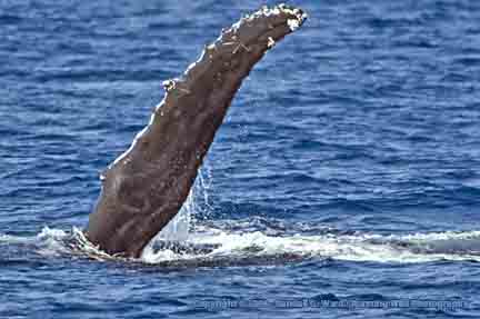 Humpback Whale fin - Maui, Hawaii